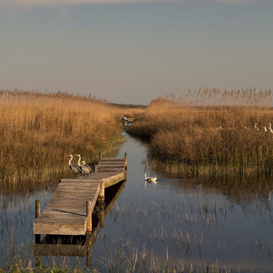Wooden dock at low tide, oyster cages in foreground
